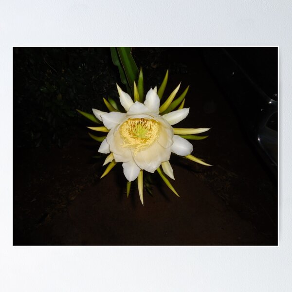 Item preview, Cactus at night designed and sold by Angel35.