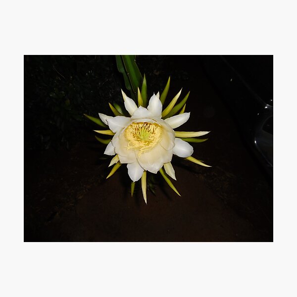Item preview, Cactus at night designed and sold by Angel35.