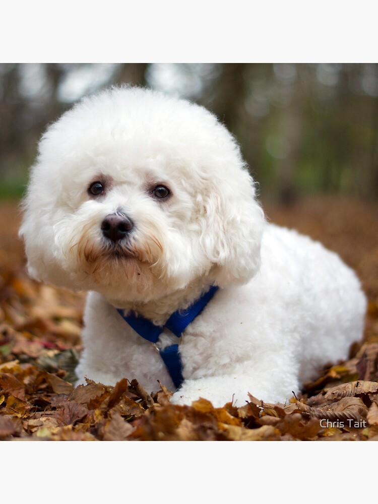 Bichon Frise by christait