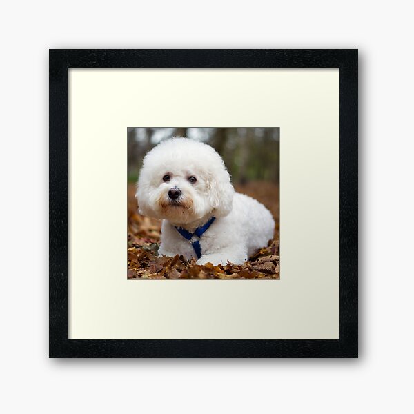 Bichon Frise Framed Art Print