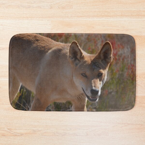 Artikelvorschau, Dingo close-up portrait Australia entworfen und verkauft von Schoensl.