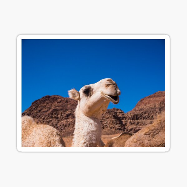 Item preview, A Camel's Smile designed and sold by Rae Tucker Photography & Designs.