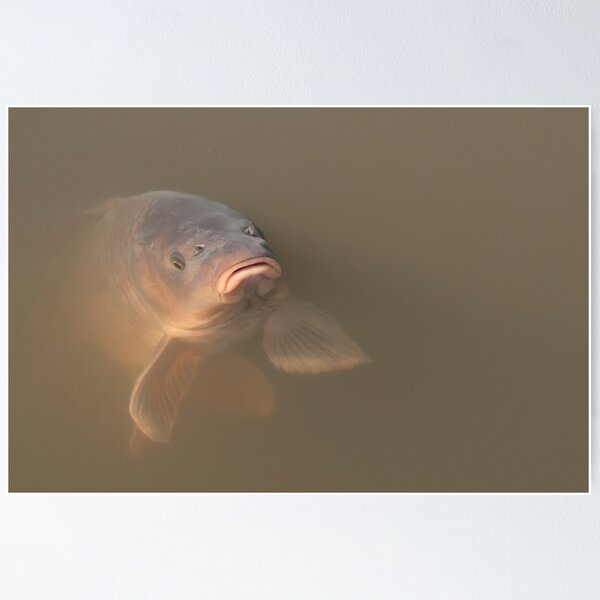 Item preview, Fish designed and sold by Willem Hoekstra.