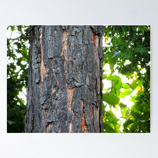 Sharp Tree Poster