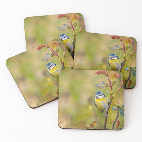 Item preview, Blue tit perching on a rose  designed and sold by AndrewJonesFoto.