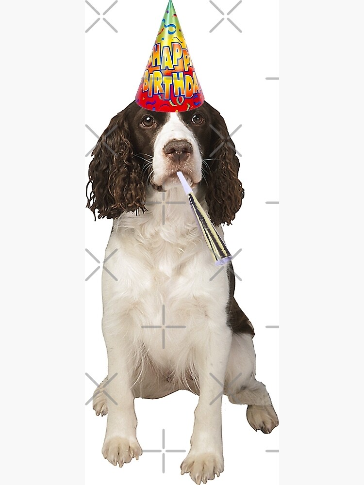 springer spaniel birthday cake