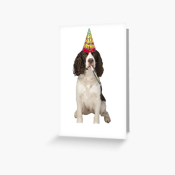 English Springer Spaniel Birthday Greeting Card