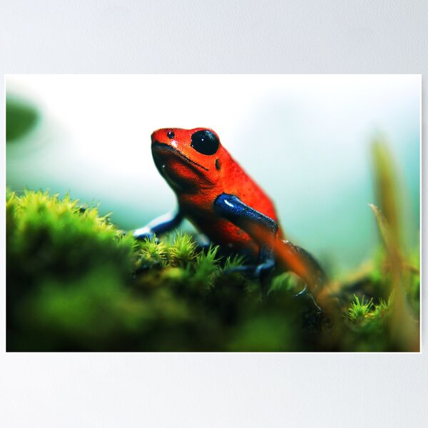 Item preview, Strawberry Poison-Dart Frog designed and sold by Robbie Labanowski.