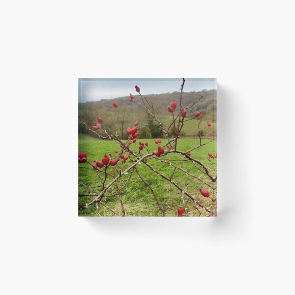 Item preview, “Rose hips” Gloucestershire, United Kingdom. designed and sold by Angela Haig-Harrison.