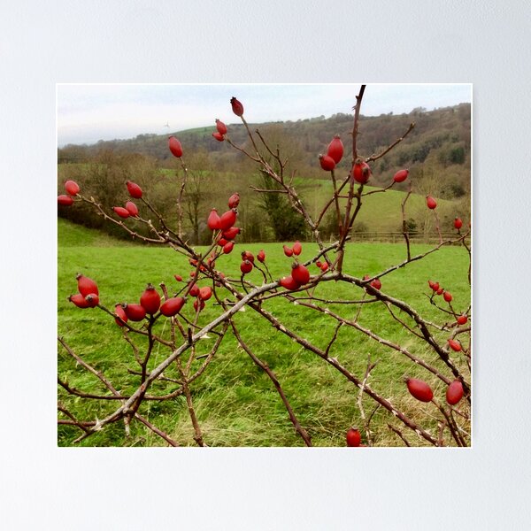 Item preview, “Rose hips” Gloucestershire, United Kingdom. designed and sold by Angela Haig-Harrison.