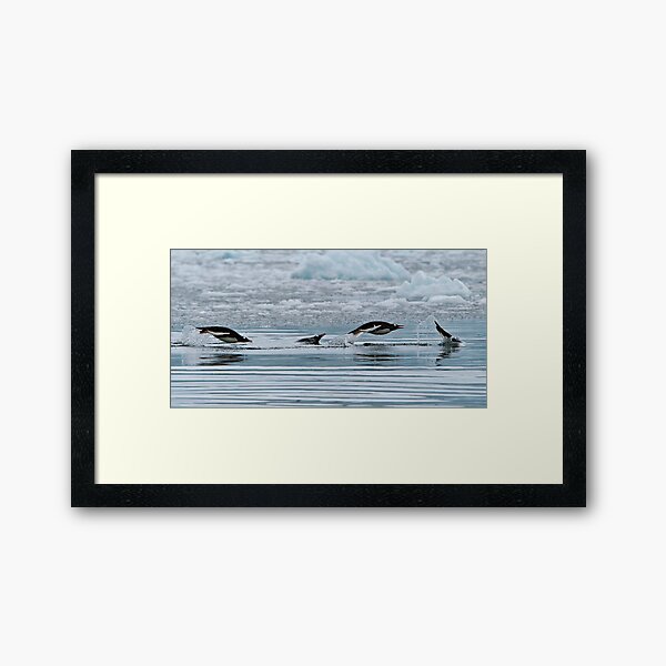 Item preview, Snorkelling Gentoo Penguins designed and sold by Robert van Koesveld.