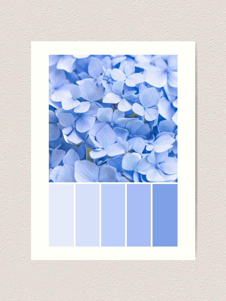 Pastel blue Hydrangea Colour Palette Art Print for Sale by Zoe Power