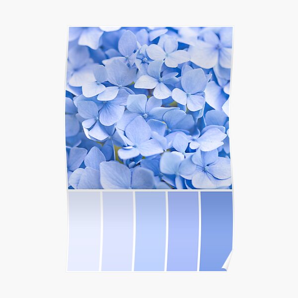 "Pastel blue Hydrangea Colour Palette" Poster for Sale by zoepower