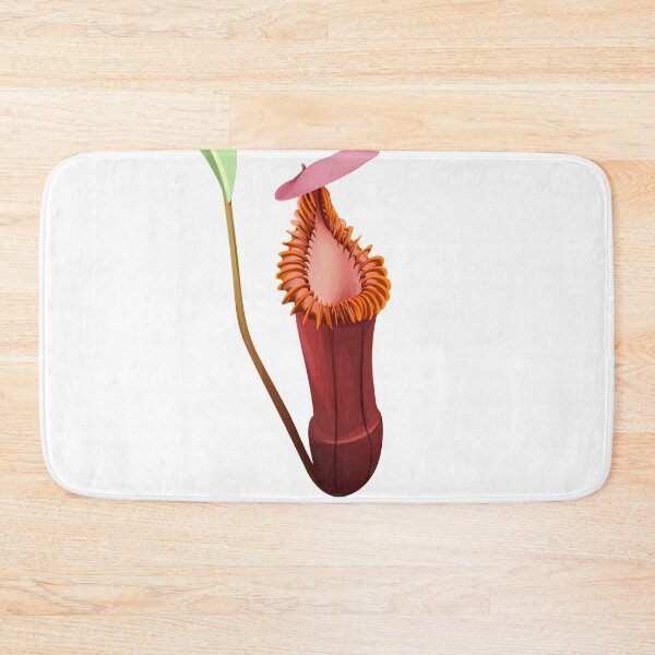 Item preview, Nepenthes Edwardsiana | carnivorous plant | pitcher plant  designed and sold by Carnivorous  Plant Club ⭐⭐⭐⭐⭐.