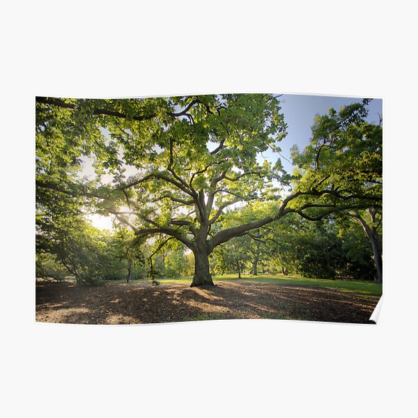 Oak Lawn Royal Botanical Gardens Melbourne Poster
