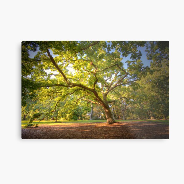 Oak Lawn Royal Botanical Gardens Melbourne (warm) Metal Print