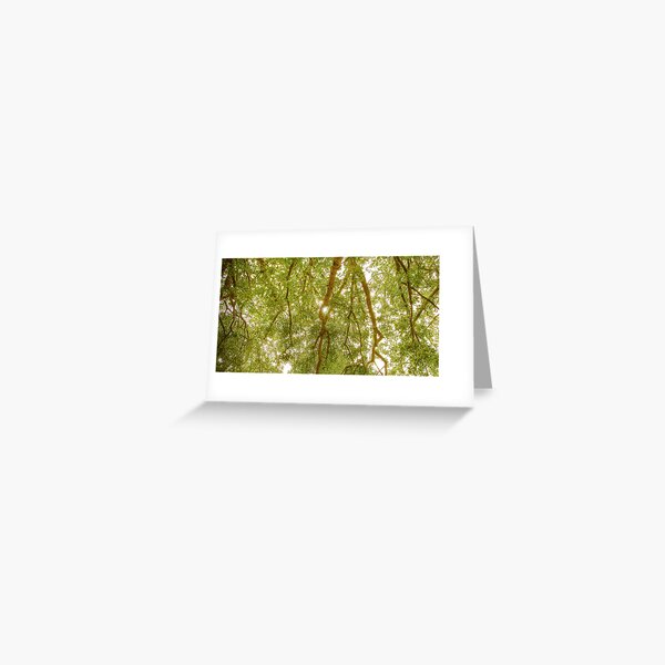 Valonia Oak Greeting Card