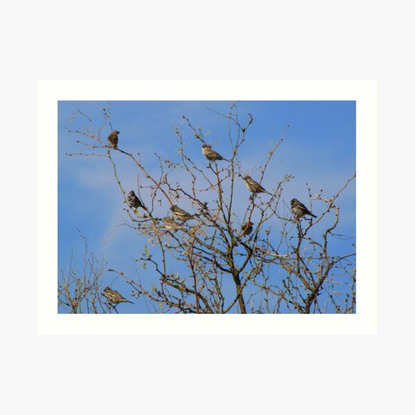 Lark Buntings Art Print