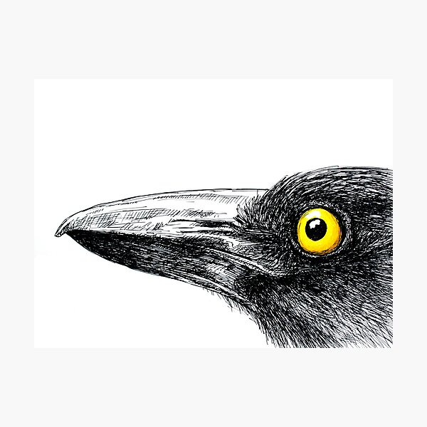 Black Currawong Photographic Print