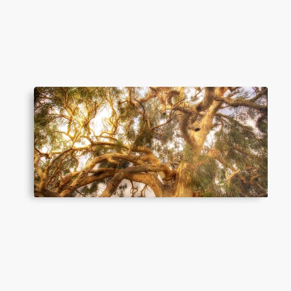 River Red Gum Metal Print
