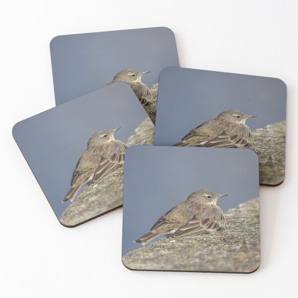 Item preview, Resting pipit designed and sold by GreyFeatherPhot.