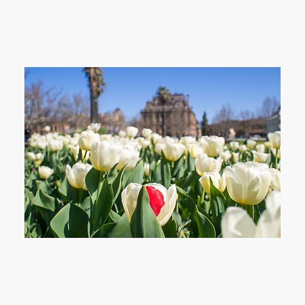 Tulips Photographic Print