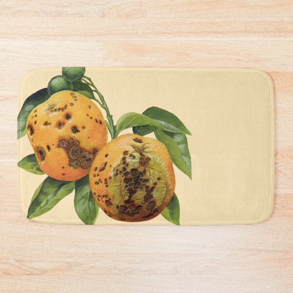 Item preview, Citrus black spot on oranges - Guignardia citricarpa - (cut-away) designed and sold by BiosecurityColl.
