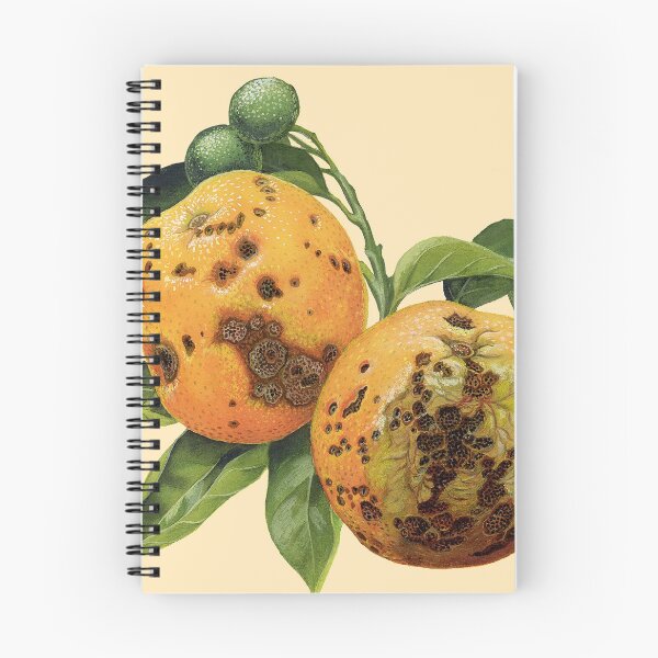 Aperçu de l'œuvre Tache noire d'agrumes sur les oranges - Guignardia citricarpa - (en coupe) créée et vendue par BiosecurityColl.