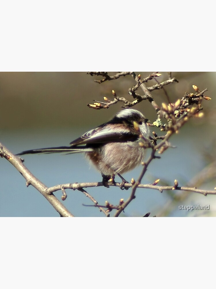 Relishing sweet spring buds by steppeland
