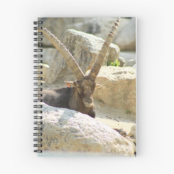 Item preview, Ibex at a Zoo designed and sold by rhamm.