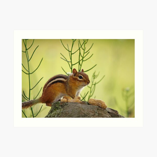 Peanut Art Print