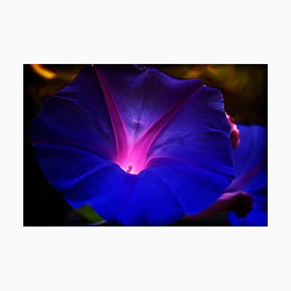 MORNING GLORY 01 Photographic Print