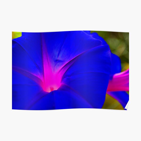 MORNING GLORY 02 Poster