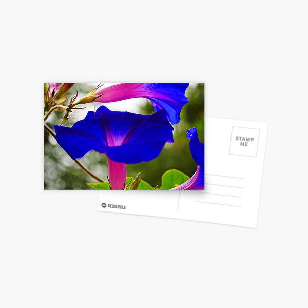 MORNING GLORY ARABESQUE Postcard