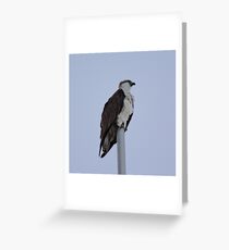 SC ~ WO ~ RAPTOR ~ Eastern Osprey by David Irwin 071119 Greeting Card