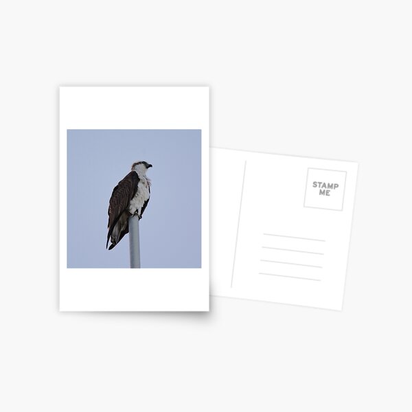 SC ~ WO ~ RAPTOR ~ Eastern Osprey RKFXJN7B by David Irwin 071119 Postcard