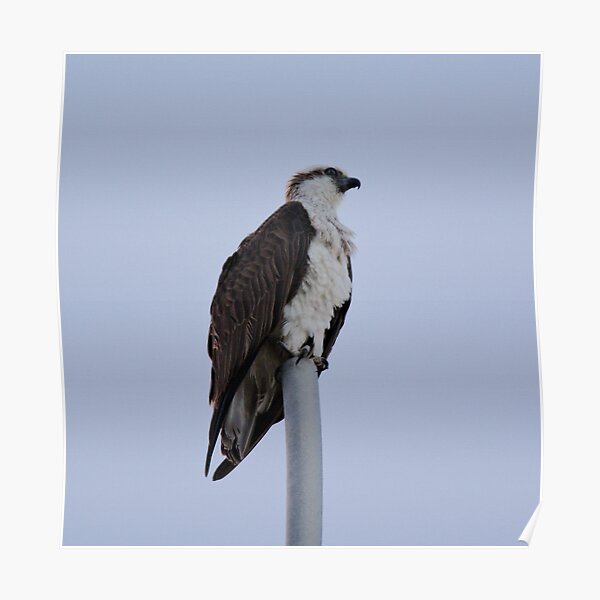 SC ~ WO ~ RAPTOR ~ Eastern Osprey RKFXJN7B by David Irwin 071119 Poster