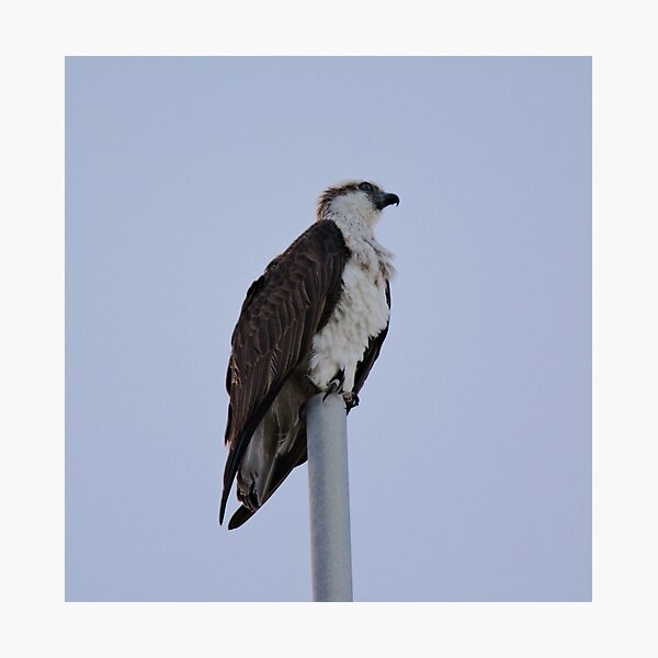 SC ~ WO ~ RAPTOR ~ Eastern Osprey RKFXJN7B by David Irwin 071119 Photographic Print