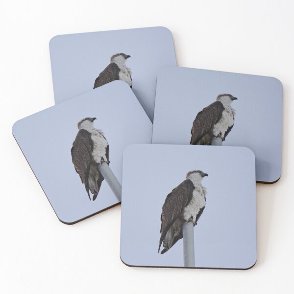 Item preview, SC ~ WO ~ RAPTOR ~ Eastern Osprey RKFXJN7B by David Irwin 071119 designed and sold by tasmanianartist.