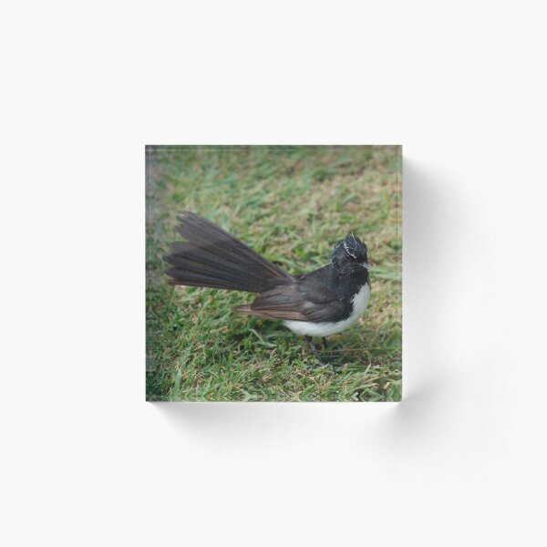 SC ~ WO ~ FANTAIL ~ Wille Wagtail by David Irwin 071119 Acrylic Block