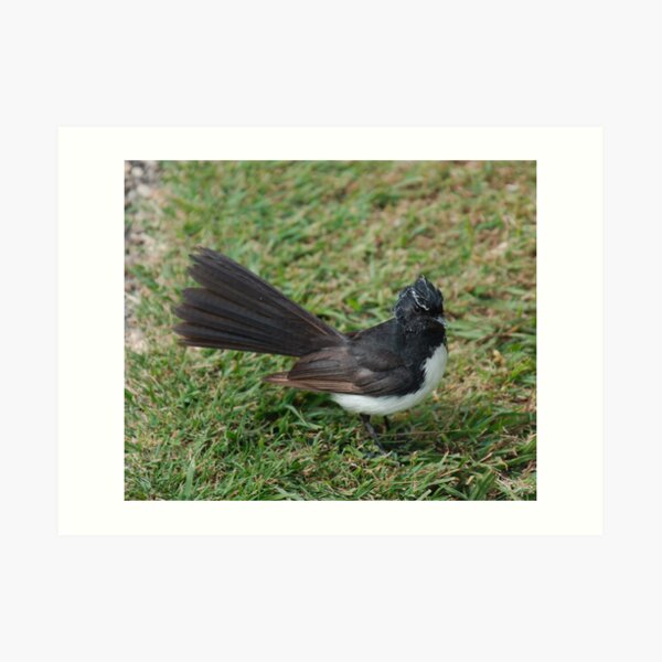 SC ~ WO ~ FANTAIL ~ Willie Wagtail FKUMPYXi by David Irwin 071119 Art Print