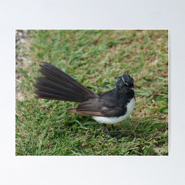 SC ~ WO ~ FANTAIL ~ Willie Wagtail FKUMPYXi by David Irwin 071119 Poster
