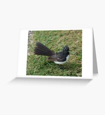 SC ~ WO ~ FANTAIL ~ Wille Wagtail by David Irwin 071119 Greeting Card