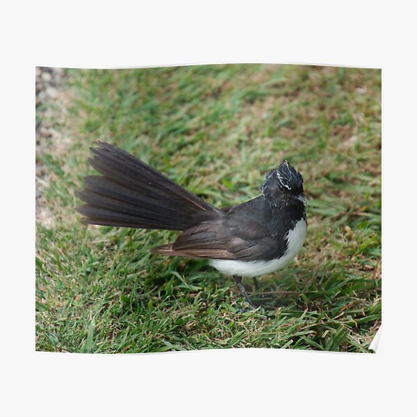 SC ~ WO ~ FANTAIL ~ Willie Wagtail FKUMPYXi by David Irwin 071119 Poster