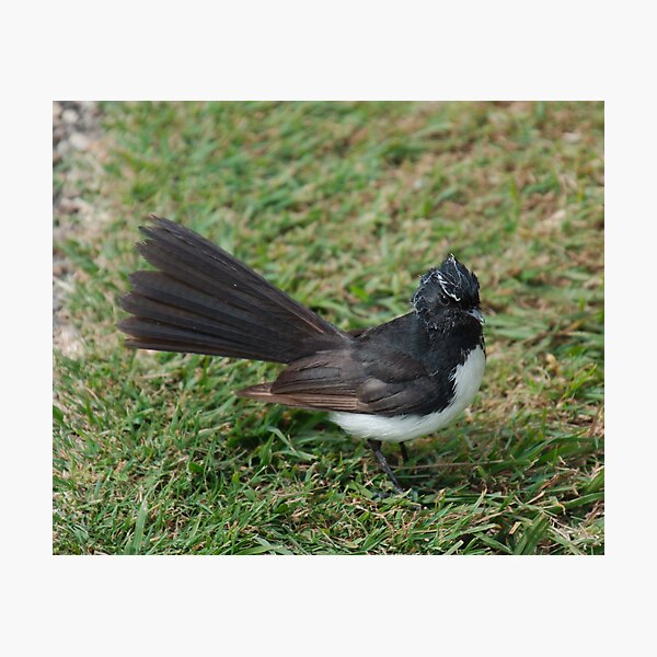 SC ~ WO ~ FANTAIL ~ Willie Wagtail FKUMPYXi by David Irwin 071119 Photographic Print