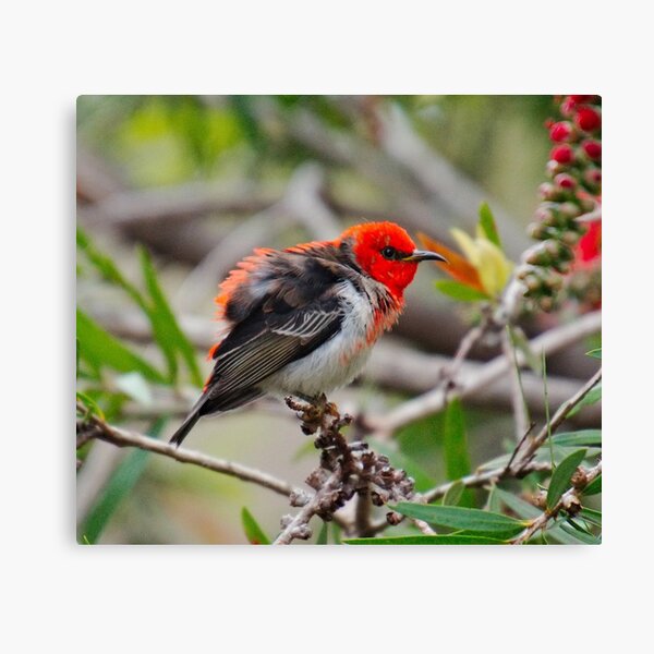 SC ~ WO ~ HONEYEATER ~ Scarlet Honeyeater by David Irwin 071119 Canvas Print