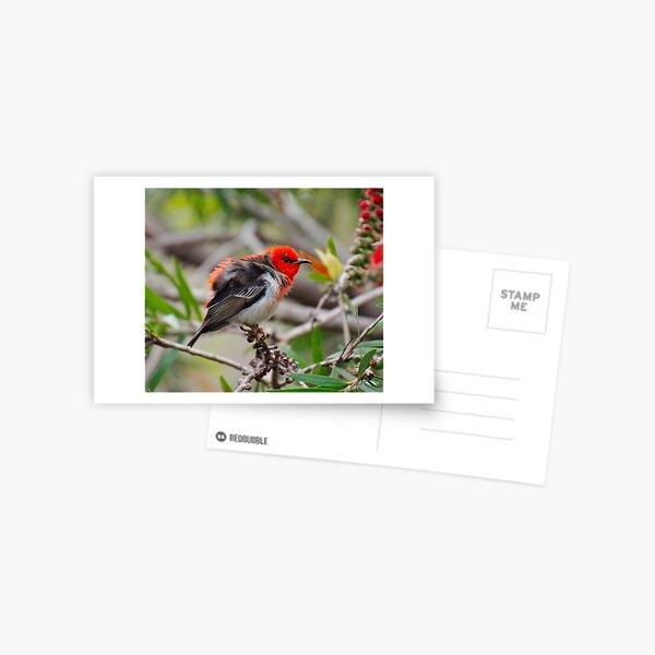 SC ~ WO ~ HONEYEATER ~ Scarlet Honeyeater uUN3ex8Q by David Irwin 071119 Postcard