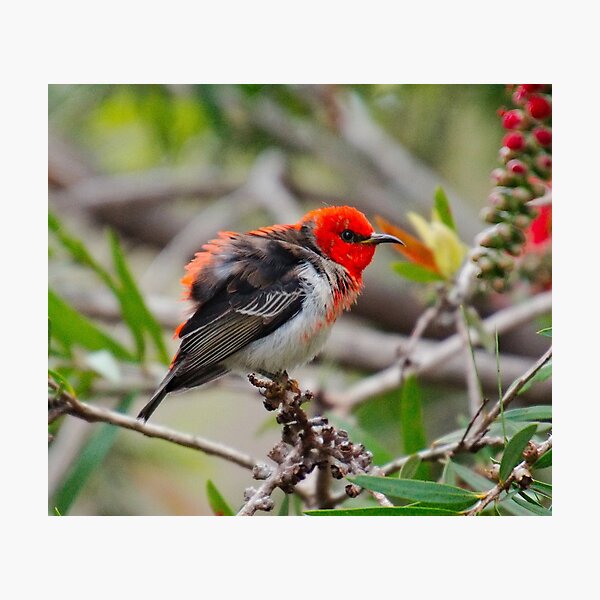 SC ~ WO ~ HONEYEATER ~ Scarlet Honeyeater uUN3ex8Q by David Irwin 071119 Photographic Print