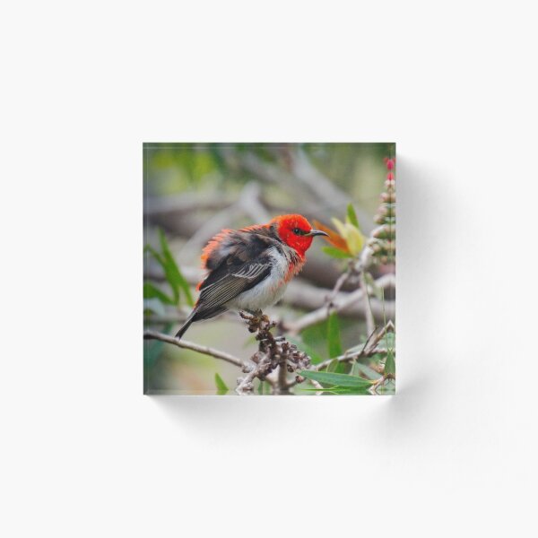 SC ~ WO ~ HONEYEATER ~ Scarlet Honeyeater by David Irwin 071119 Acrylic Block