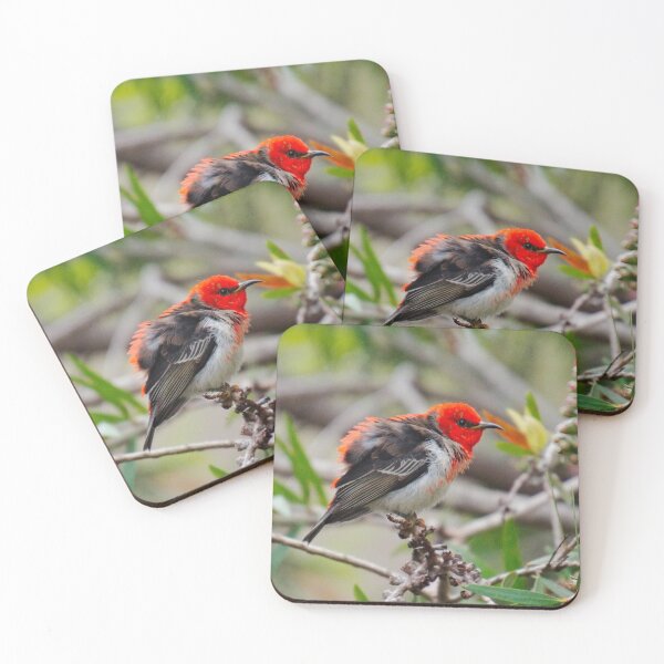 Item preview, SC ~ WO ~ HONEYEATER ~ Scarlet Honeyeater uUN3ex8Q by David Irwin 071119 designed and sold by tasmanianartist.